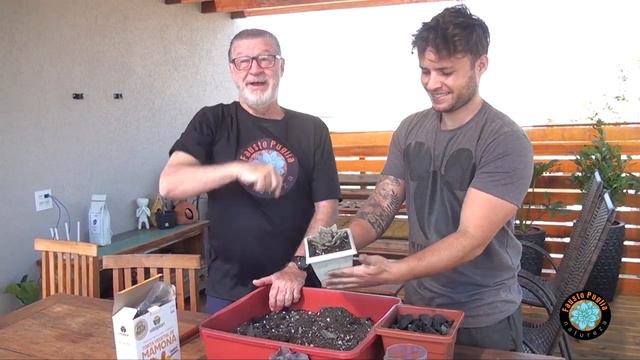 Siga Essas Dicas e Tenha as Mais Lindas Suculentas/Belas Suculentas Raras смотреть онлайн