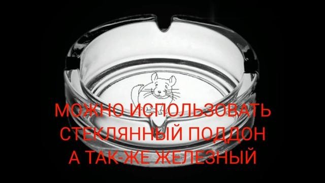 Что надо знать перед покупкой шиншиллы