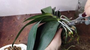 13.03.23.Орхидея Paprika..пересадка.