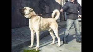 топ 10 самых сильных собак в мире!!