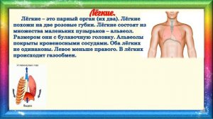 Природоведение 3 класс. Дыхательная система. Предупреждение заболеваний органов дыхания.