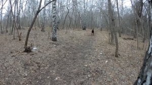 Дрессировка добермана. Комплекс.