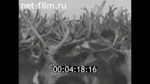 1966г. Колхоз "Харп". Ненецкий национальный округ