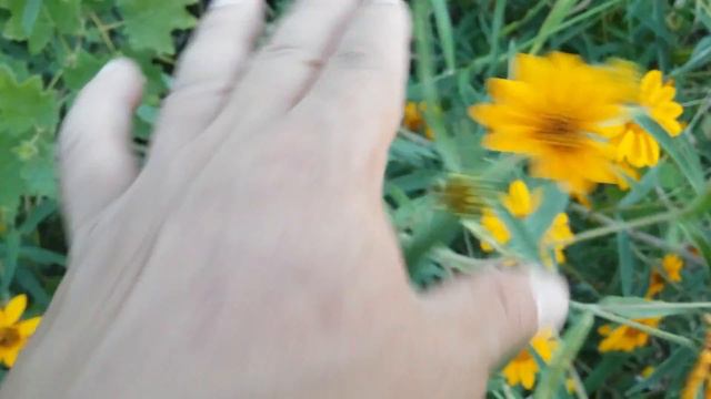 Aldama tucumanensis / flora argentina / Maravilla / Vigueira / Suncho / Chilca / Arnica del campo смотреть онлайн