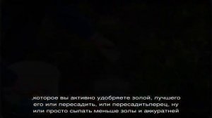 Какие растения нельзя удобрять золой. Не останьтесь без урожая