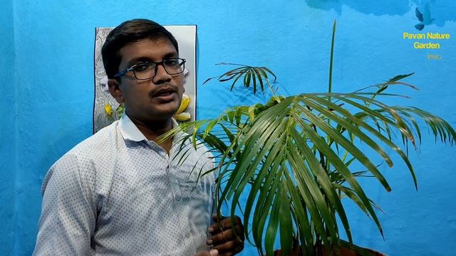 Dypsis Lutescens|Indoor and Outdoor Plant|Cane Palm|Areca Palm|Care|Propagation|Toxicity|Uses|by PN
