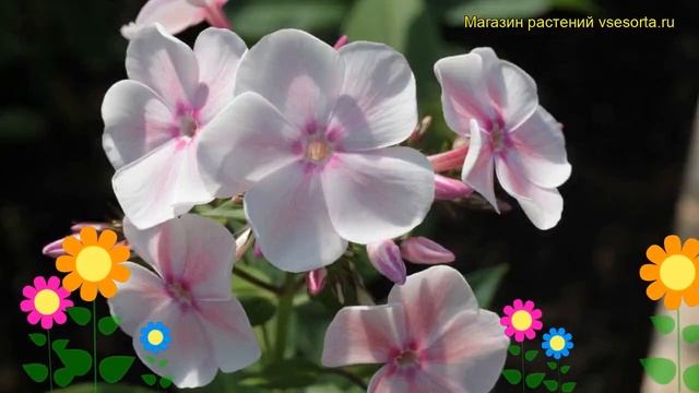 Флокс метельчатый Изабель. Краткий обзор, описание характеристик phlox paniculata Isabel смотреть онлайн