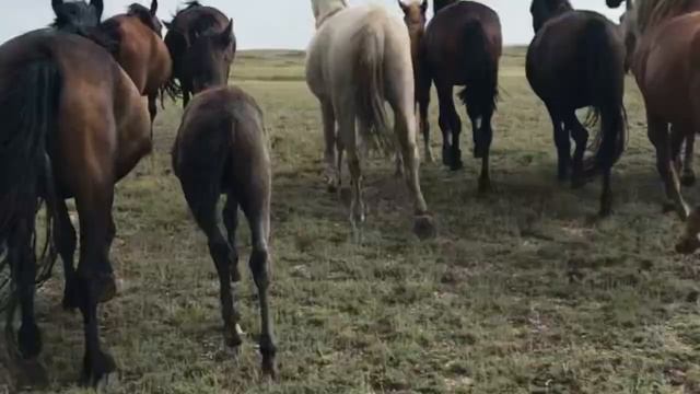 Лошади табун. Вольный выпас. Собираем лошадей по всей степи. смотреть онлайн