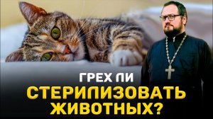 ⁉️ ГРЕХ ЛИ СТЕРИЛИЗОВАТЬ ЖИВОТНЫХ ⁉️ Священник Владислав Береговой #животные #религия #отношения