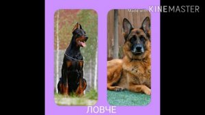 Немецкая овчарка против добермана.