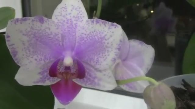 Орхидея.mp4