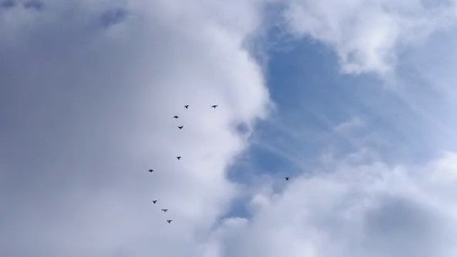 НИКОЛАЕВСКИЕ- ГОЛУБИ. ПРОЛЕТАРСК. РОСТОВСКАЯ. ОБЛ. 6.02.2021.Г. смотреть онлайн