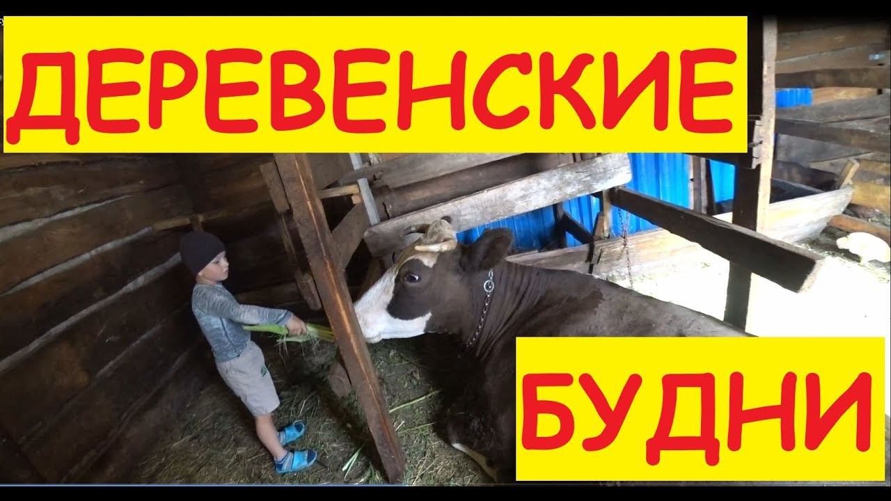 Деревенские будни / Созрела кукуруза / Заказали гуся / А к бабе Тане поедем?