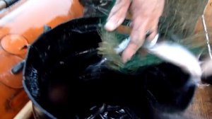 Корюшка на нересте.