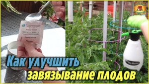 Никогда бы не подумала, но этот способ помог мне улучшить завязывание плодов томатов и огурцов
