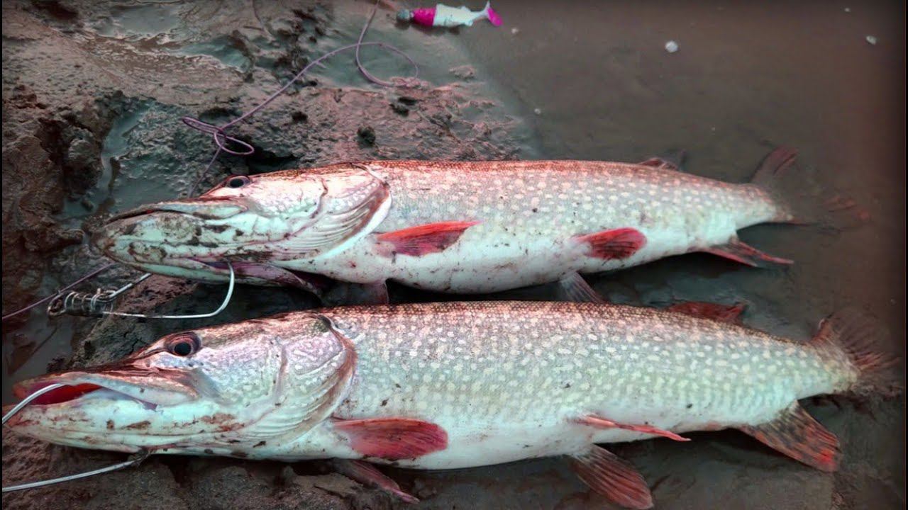 Вечерняя рыбалка на спиннинг в дождь Облавливаем ямы Щука на джиг смотреть онлайн