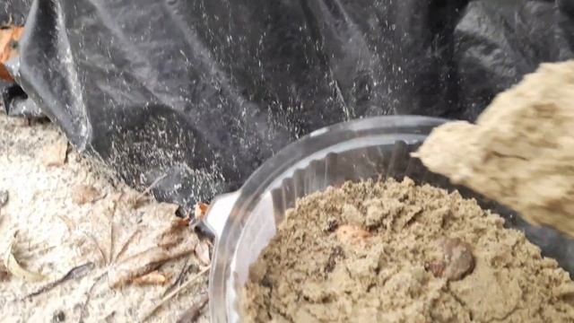 Как посадить грецкий орех осенью#надёжныйспособпосадкигрецкогоорехаосенью#дедовскийспособпосадки#
