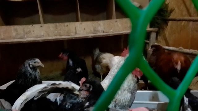 Куры. Соя экструдированная для кур! Отличная вещь!