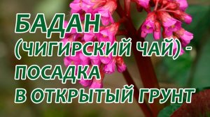 Бадан толстолистный: посадка в открытый грунт. Как посадить бадан весной? Чем полезен бадан?