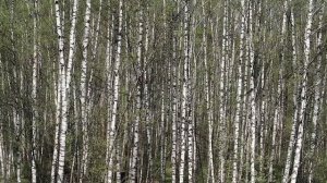 Туристические маршруты по Лосиному острову внутри Москвы