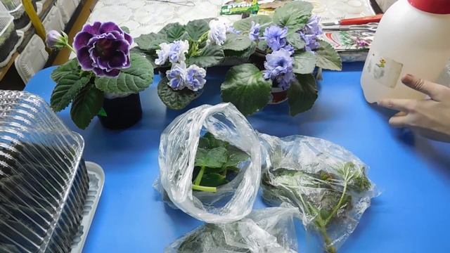 ?ЛАЙФХАК ДЛЯ ЦВЕТОВОДА !!! ХРАНЕНИЕ ЛИСТЬЕВ И ЧЕРЕНКОВ !!! ? смотреть онлайн