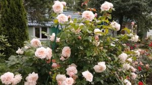 Розы в саду. Плетистая роза Rose de Tolbiac (Kordes Германия ).Роза Belvedere(Tantau Германия).