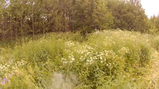 Что делать когда медведь разоряет пасеку смотреть онлайн