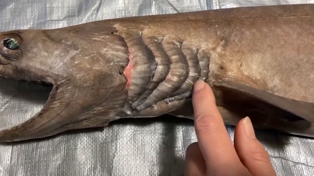 Самые странные глубоководные ТОП 5