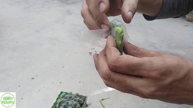 Gymnocalycium Grafting On Opuntia || Gymnocalycium Horstii