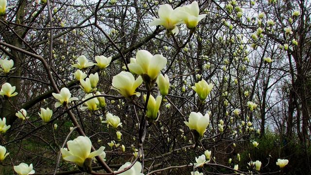 Белая магнолия суланжа смотреть онлайн