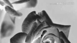 Клип ,,дочь зла"