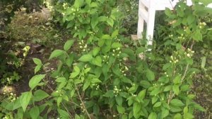 Мои декоративные кустарники. Обзор