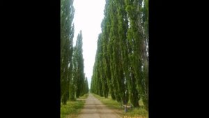 Тополь пирамидальный   Рopulus pyramidalis