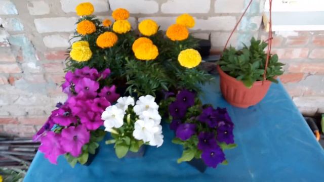 Важная подкормка цветов для длительного цветения.