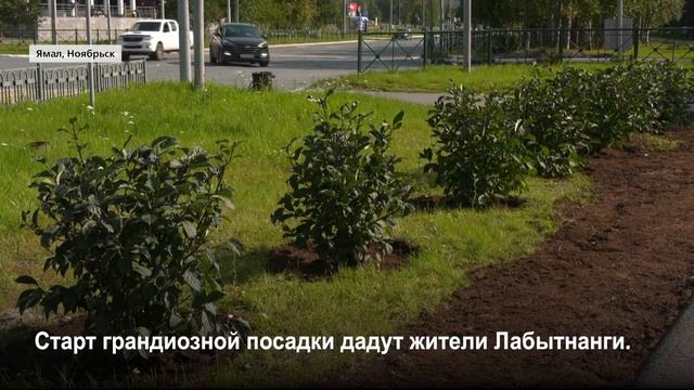 Осенью на Ямале будут высажено три тысячи деревьев