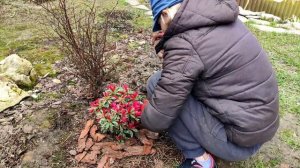 Как сажать Рододендрон правильно. Сорт Сильвер Сворд. Посадка и уход