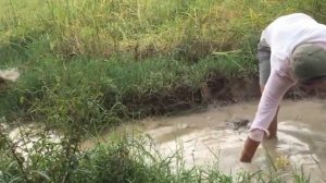 как ловить рыбу в Баттамбанге ~ традиционный рыбный промысел в Камбодже # 25