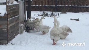 На дворе Зима/ Гуси перешли на Зимнее содержание/ Как мы это делаем