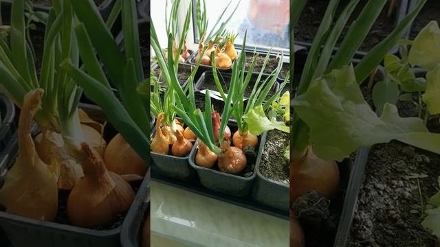 Как вырастить здоровую рассаду