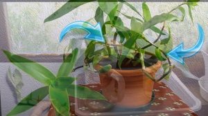 #Золотой ус - комнатное растение