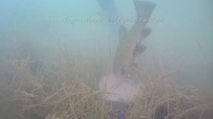 ЛИНЯ НА КУКУРУЗУ. Вот что ЛИНЯМ действительно НРАВИТСЯ!!!! Подводная съемка