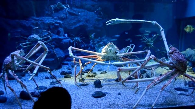 Гигантские паукообразные крабы в Осакском аквариуме смотреть онлайн