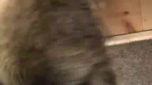 Ручной дикобраз играет как щенок