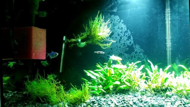 Глофиш (GloFish) смотреть онлайн