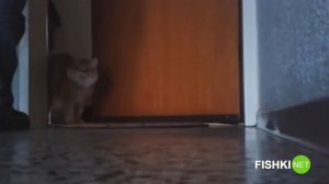 Кошки встречают хозяев после разлуки