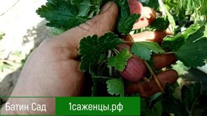 Крыжовник Уральский розовый