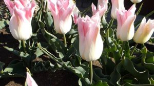 Тюльпан лилиецветный Holand Chic.