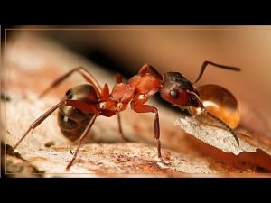 Муравьи боятся этого! Копеечные способы борьбы с муравьями.