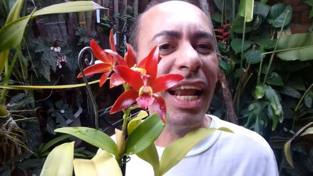 ORQUÍDEA CATYLEIA CHOCOLATE DROP DICAS DE CULTIVO смотреть онлайн