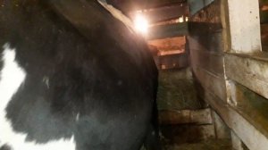 Какие признаки стельности  у коровы на сроке 5-6 месяцев стельности. .Мануальный  метод определения